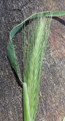 Hordeum murinum murinum
