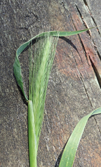 Hordeum murinum murinum