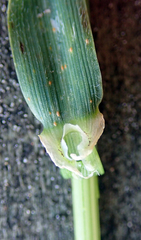 Hordeum murinum murinum