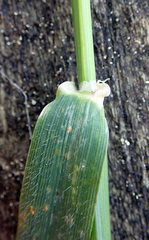 Hordeum murinum murinum