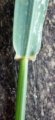 Hordeum murinum murinum
