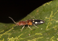 Platycrepidius decimnotatus