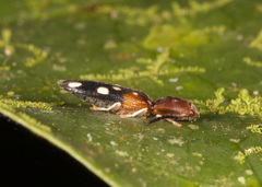 Platycrepidius decimnotatus