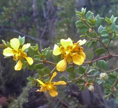 Larrea cuneifolia