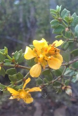 Larrea cuneifolia