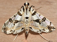 Conchylodes salamisalis