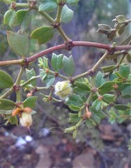 Larrea cuneifolia