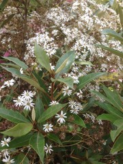 Olearia cheesemanii