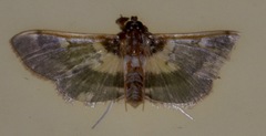 Apilocrocis brumalis
