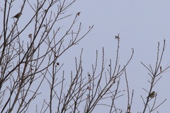 Spinus tristis tristis