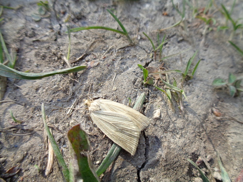 Psilaspilates venata