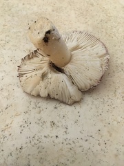 Russula sericeonitens