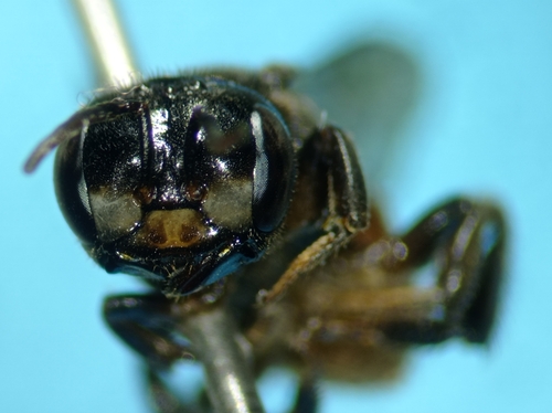 Lestrimelitta ehrhardti