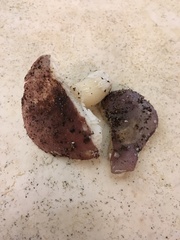 Russula sericeonitens