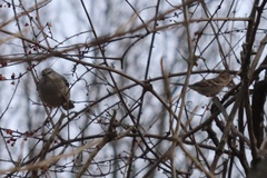 Mimus polyglottos polyglottos