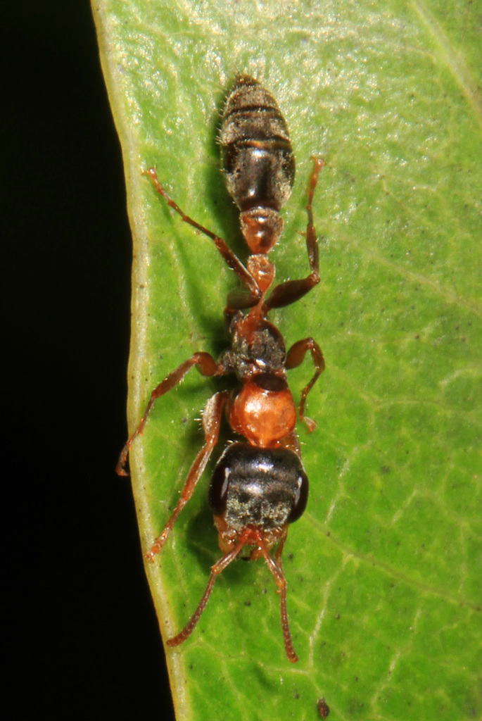 Graceful twig ant