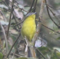 Thlypopsis superciliaris