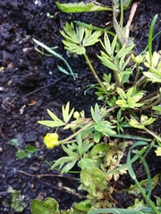 Ranunculus peduncularis