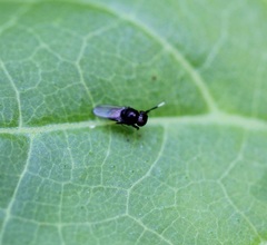 Athyroglossa glaphyropus
