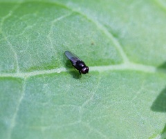 Athyroglossa glaphyropus