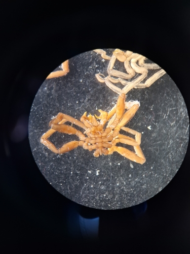 Austropallene cornigera