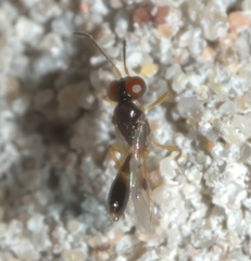 Allophrys divaricata