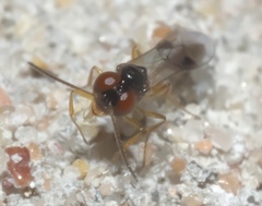 Allophrys divaricata