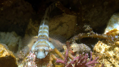 Gecko Goby photo 3