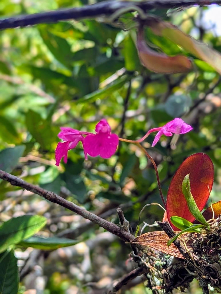 Comparettia falcata