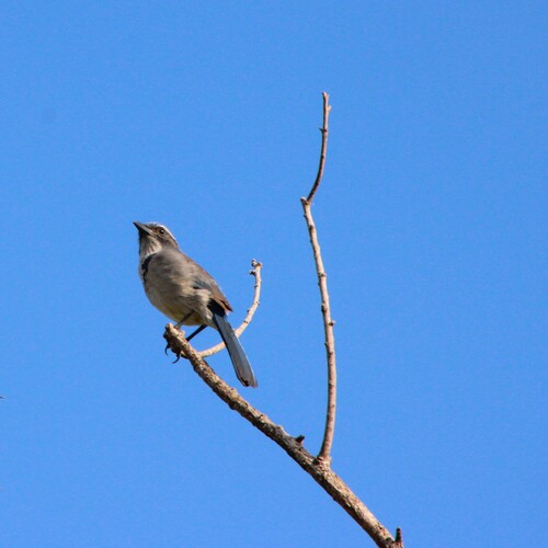 iNaturalist observation photo of California Scrub-Jay