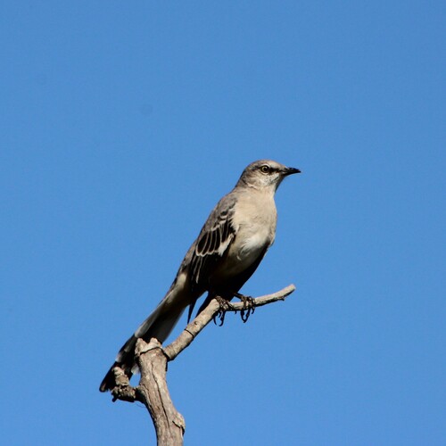 iNaturalist observation photo of Northern Mockingbird
