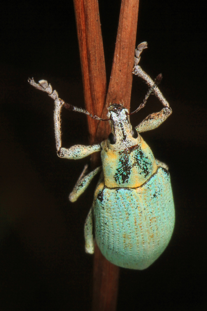 Blue-Green Citrus Root Weevil