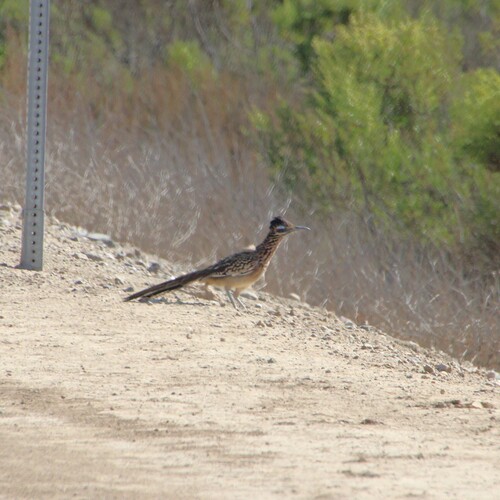 iNaturalist observation photo of Greater Roadrunner