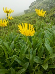 Doronicum clusii