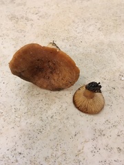Lactarius proximellus