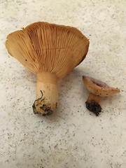Lactarius proximellus