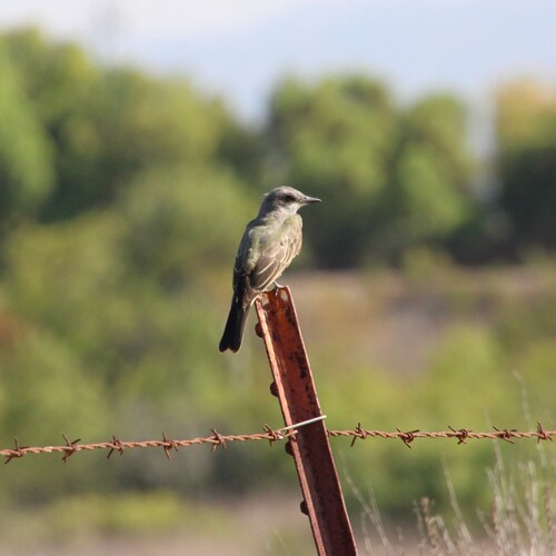 iNaturalist observation photo of Cassin's Kingbird