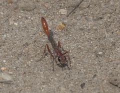 Ammophila ferruginosa