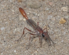 Ammophila ferruginosa