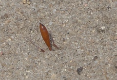 Ammophila ferruginosa