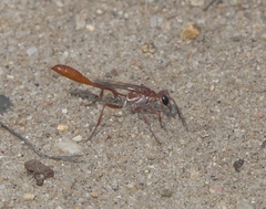 Ammophila ferruginosa
