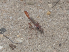 Ammophila ferruginosa