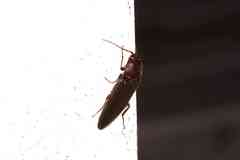 Melanotus castanipes