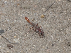 Ammophila ferruginosa
