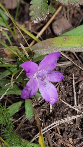 Parry's northern harebell (Campanula parryi)