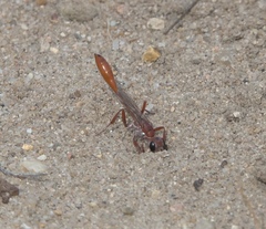 Ammophila ferruginosa