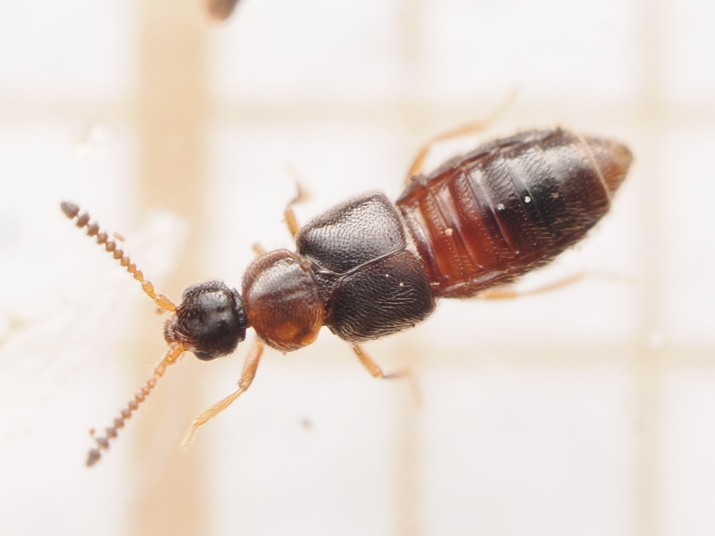 Trichiusa robustula