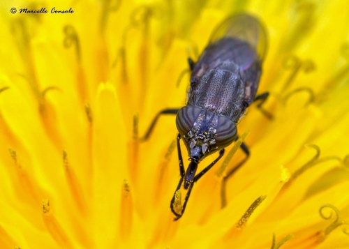 Locust Blowfly