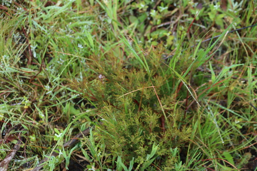 Serruria decipiens, photograph 5