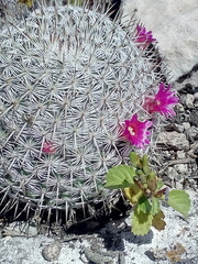 Mammillaria haageana haageana